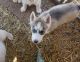Siberian Husky Puppies for sale in Weaverville, NC 28787, USA. price: NA