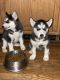 Siberian Husky Puppies for sale in Manchester, CT, USA. price: $1,600