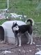 Siberian Husky Puppies for sale in Dover, DE, USA. price: $2,200