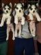Siberian Husky Puppies for sale in South Extension, South Extension II, New Delhi, Delhi 110049, India. price: NA
