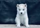 Siberian Husky Puppies for sale in Fairfax, VA, USA. price: $4,200