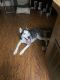 Siberian Husky Puppies for sale in Mesa, AZ 85205, USA. price: $350