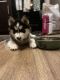 Siberian Husky Puppies for sale in Cambridge, ID 83610, USA. price: $700