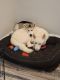 Siberian Husky Puppies for sale in Uniondale, NY, USA. price: $1,000