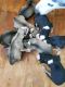 Siberian Husky Puppies for sale in Washington, NC, USA. price: $600