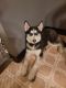 Siberian Husky Puppies for sale in Brackenridge, PA 15014, USA. price: $700