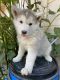 Siberian Husky Puppies for sale in Jurupa Valley, CA, USA. price: $500