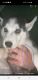Siberian Husky Puppies for sale in Thonotosassa, FL 33592, USA. price: NA