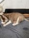 Siberian Husky Puppies for sale in Burlington, NC, USA. price: NA