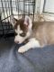 Siberian Husky Puppies for sale in Burlington, NC, USA. price: $700