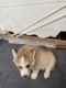Siberian Husky Puppies for sale in Burlington, NC, USA. price: $700