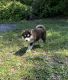 Siberian Husky Puppies for sale in Summerfield, FL 34491, USA. price: $800