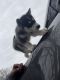 Siberian Husky Puppies for sale in Baltimore, MD 21228, USA. price: $1,000