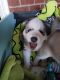 Siberian Husky Puppies for sale in Wilkesboro, NC, USA. price: $600