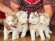 Siberian Husky Puppies for sale in Hoskote, Karnataka, India. price: 24000 INR