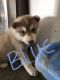 Siberian Husky Puppies for sale in Ephrata, WA 98823, USA. price: $800