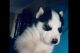 Siberian Husky Puppies for sale in Banner, KY 41603, USA. price: $1,000