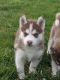 Siberian Husky Puppies for sale in Pilot Rock, OR, USA. price: $600