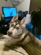 Siberian Husky Puppies for sale in Salem, OR, USA. price: $400