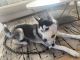 Siberian Husky Puppies for sale in Tempe, AZ, USA. price: $1,100