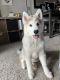 Siberian Husky Puppies for sale in Colorado Springs, CO, USA. price: $500