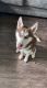 Siberian Husky Puppies for sale in Dallas, TX, USA. price: $500