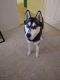 Siberian Husky Puppies for sale in Koreatown, Los Angeles, CA, USA. price: $800