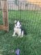 Siberian Husky Puppies for sale in Dickinson, TX 77539, USA. price: $25,000