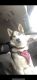 Siberian Husky Puppies for sale in Glendale Heights, IL, USA. price: $80,000