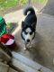 Siberian Husky Puppies for sale in Colonial Heights, VA 23834, USA. price: $300