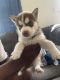 Siberian Husky Puppies for sale in Baltimore, MD, USA. price: $1,200
