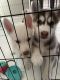 Siberian Husky Puppies for sale in Hemet, CA 92543, USA. price: NA