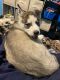 Siberian Husky Puppies for sale in Matteson, IL, USA. price: $650