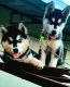 Siberian Husky Puppies for sale in Chikka Basti, Sir M Vishweshwaraiah Layout 4th Block, SMV Layout, Bengaluru, Karnataka 560110, India. price: 17000 INR