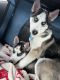 Siberian Husky Puppies for sale in Washington, DC, USA. price: $2,500