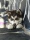 Siberian Husky Puppies for sale in Bakersfield, CA 93306, USA. price: $350