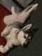 Siberian Husky Puppies for sale in Butler, PA, USA. price: $450