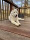 Siberian Husky Puppies for sale in Poplar Bluff, MO 63901, USA. price: $3,500