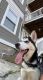 Siberian Husky Puppies for sale in Lawrence, MA, USA. price: NA