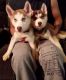 Siberian Husky Puppies for sale in Windsor, NY 13865, USA. price: NA