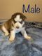 Siberian Husky Puppies for sale in Edinburg, TX, USA. price: $500