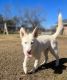 Siberian Husky Puppies for sale in Somerville, TX 77879, USA. price: NA