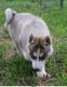 Siberian Husky Puppies for sale in Barnett, MO 65011, USA. price: $600