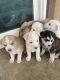 Siberian Husky Puppies for sale in Winchester, CA, USA. price: $600