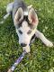 Siberian Husky Puppies for sale in Orange Park, FL 32065, USA. price: $3,000