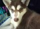 Siberian Husky Puppies for sale in Louisville, KY, USA. price: $500
