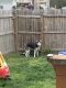 Siberian Husky Puppies for sale in Elkton, MD 21921, USA. price: $1,200
