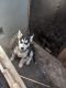Siberian Husky Puppies for sale in Pomona, CA, USA. price: NA