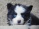 Siberian Husky Puppies for sale in Circleville, OH 43113, USA. price: NA