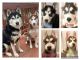 Siberian Husky Puppies for sale in Baltimore, MD, USA. price: $900